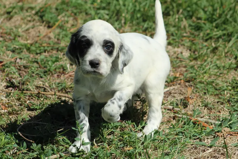 Chiot, Setter anglais, élevage Des Sentiers de la Douyne
