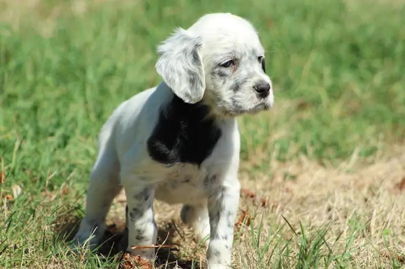 Portée de Setter anglais, élevage Des Sentiers de la Douyne