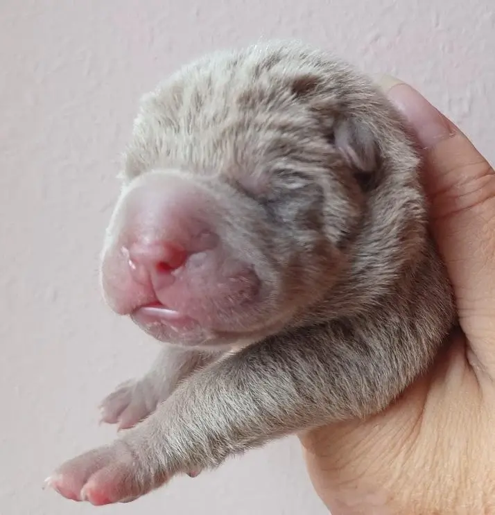 petite fille Lilac, Shar-pei, élevage De la Cote des Sables