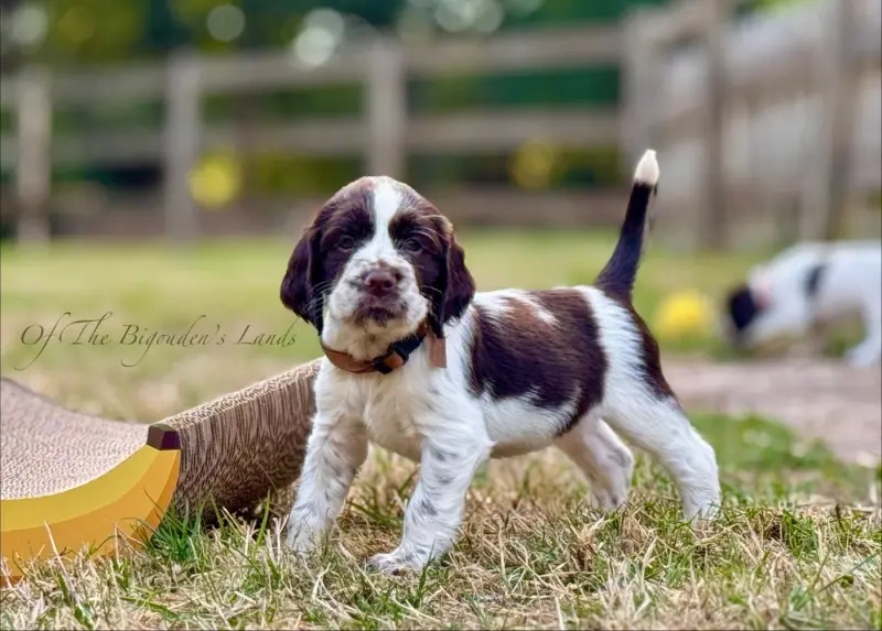 Portée de English springer spaniel, élevage Of the Bigouden's Lands
