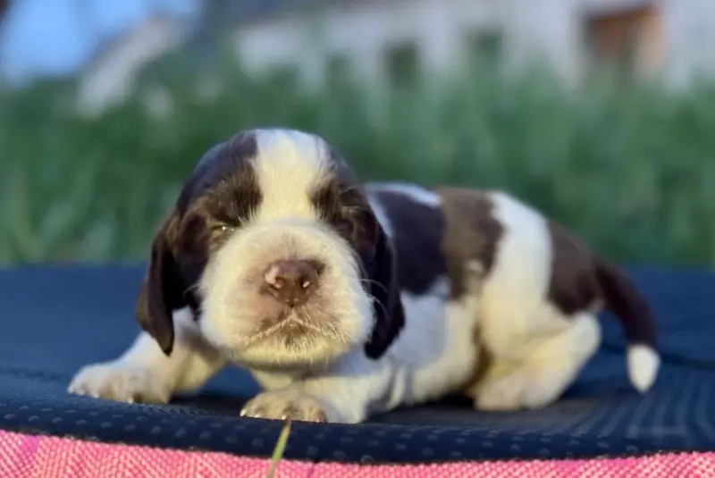 Portée de English springer spaniel, élevage Of the Bigouden's Lands