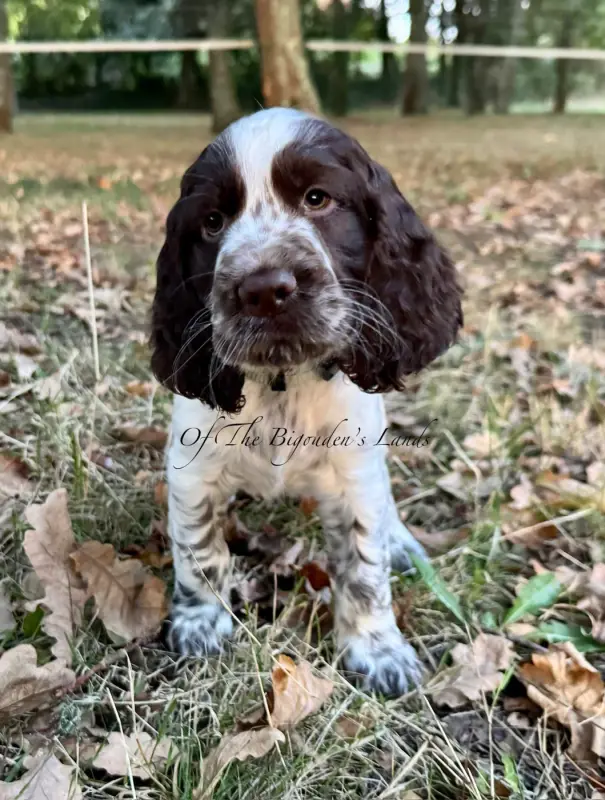 Barney Of The Bigouden s Lands, English springer spaniel, élevage Of the Bigouden's Lands