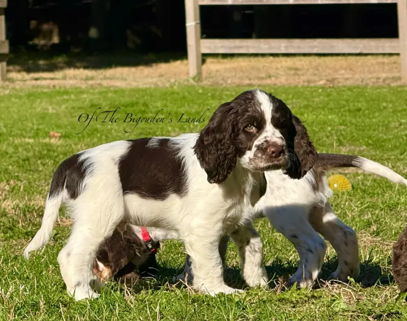 Billy Of The Bigouden s Lands, English springer spaniel, élevage Of the Bigouden's Lands