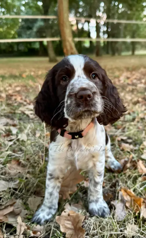 Brooke Of The Bigouden s Lands, English springer spaniel, élevage Of the Bigouden's Lands