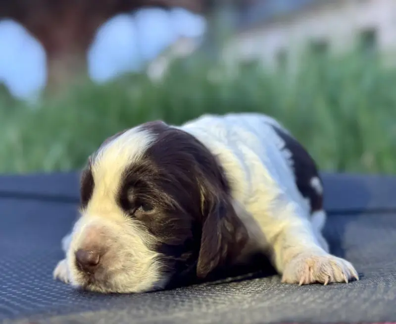 Portée de English springer spaniel, élevage Of the Bigouden's Lands