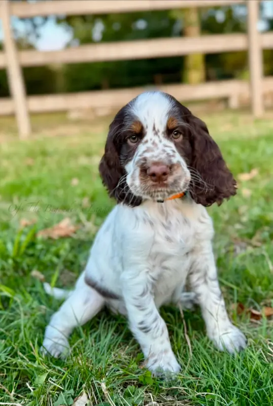 Biscotte Of The Bigouden s Lands, English springer spaniel, élevage Of the Bigouden's Lands