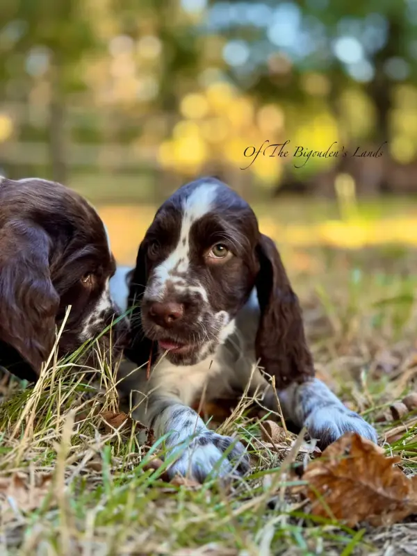 Portée de English springer spaniel, élevage Of the Bigouden's Lands