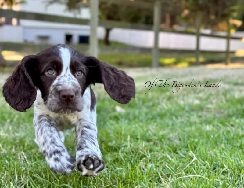 Portée de English springer spaniel, élevage Of the Bigouden's Lands