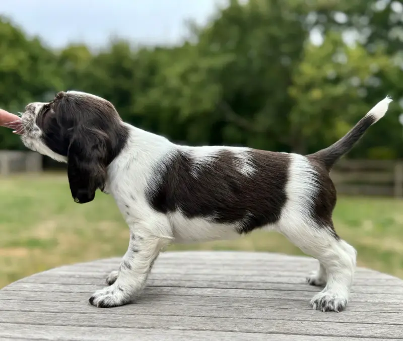 Portée de English springer spaniel, élevage Of the Bigouden's Lands