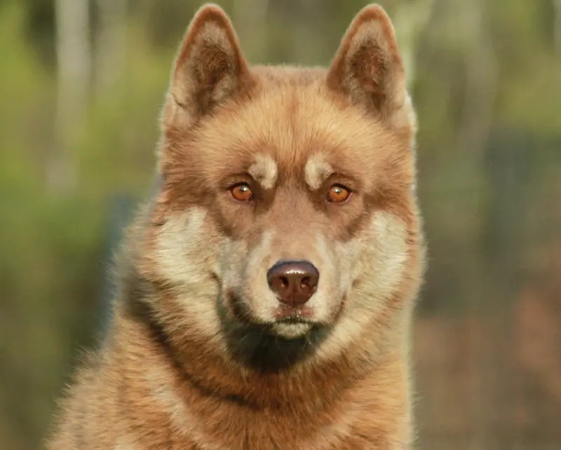 Portée de Husky sibérien, élevage Alcateia Das Neves