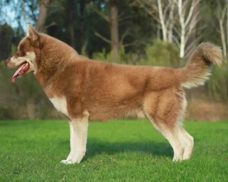 Père de la portée de Husky sibérien, élevage Alcateia Das Neves