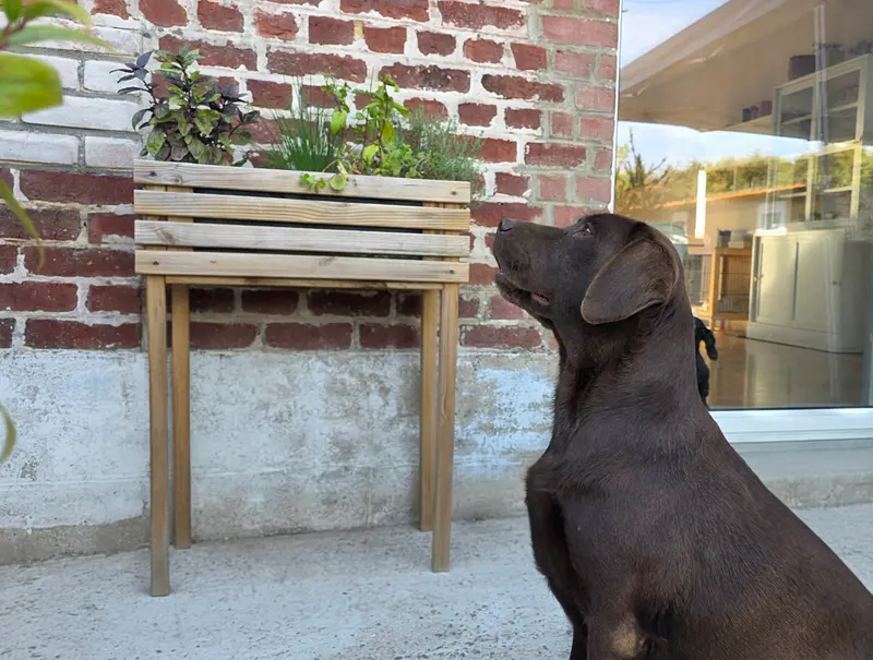 Photo de l'élevage Du Jardin des Capucines