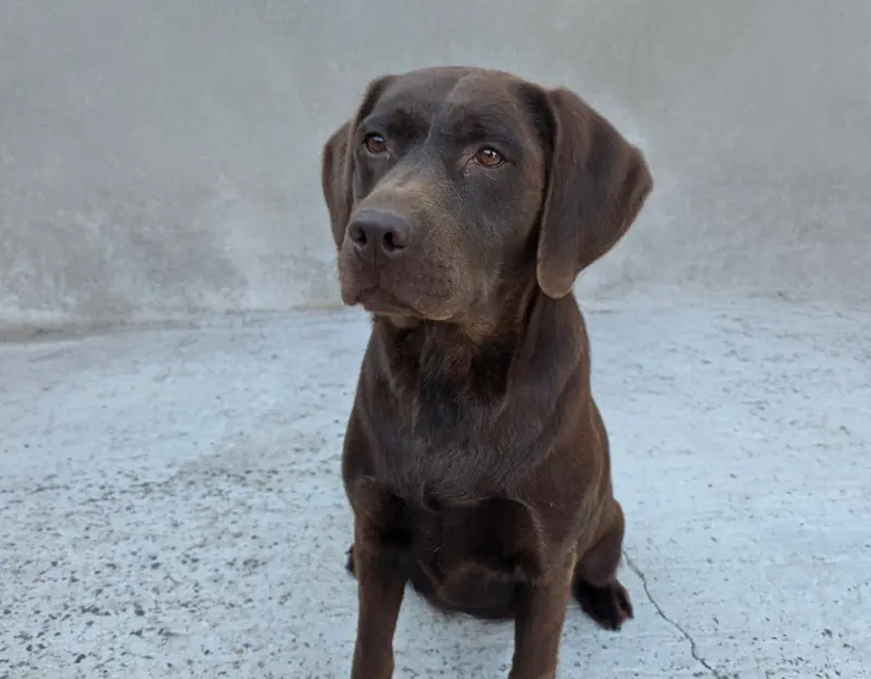 Mère de la portée de Labrador retriever, élevage Du Jardin des Capucines