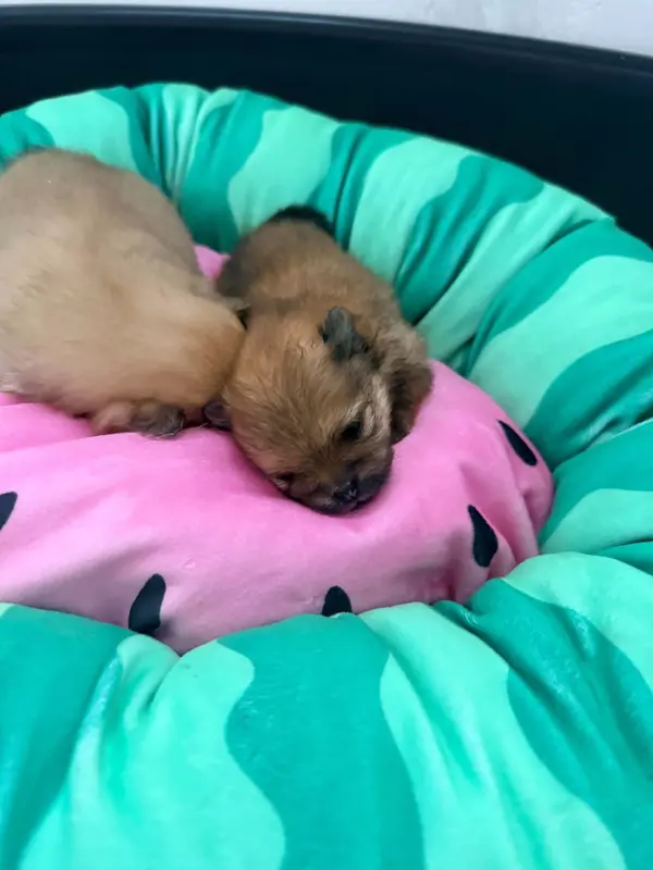 Chiot, Spitz allemand, élevage Du Royaume de Perla