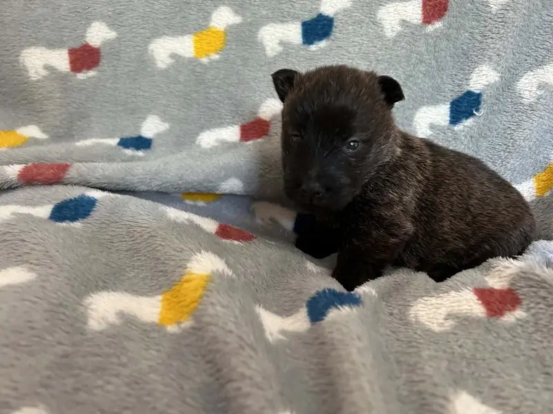 Portée de Terrier écossais, élevage Gaberic's