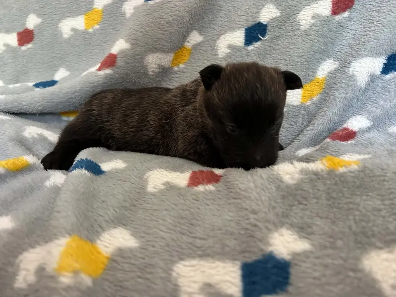 Portée de Terrier écossais, élevage Gaberic's