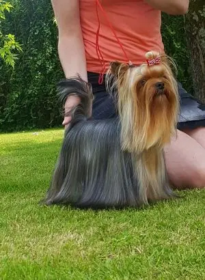 Portée de Yorkshire terrier, élevage Gaberic's