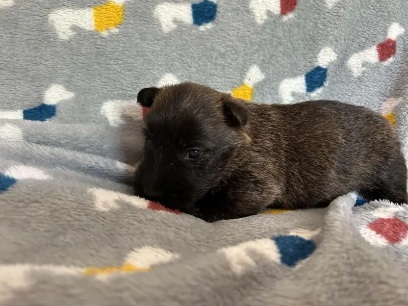 Portée de Terrier écossais, élevage Gaberic's