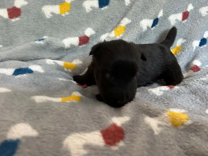 Femelle Noire 2, Terrier écossais, élevage Gaberic's