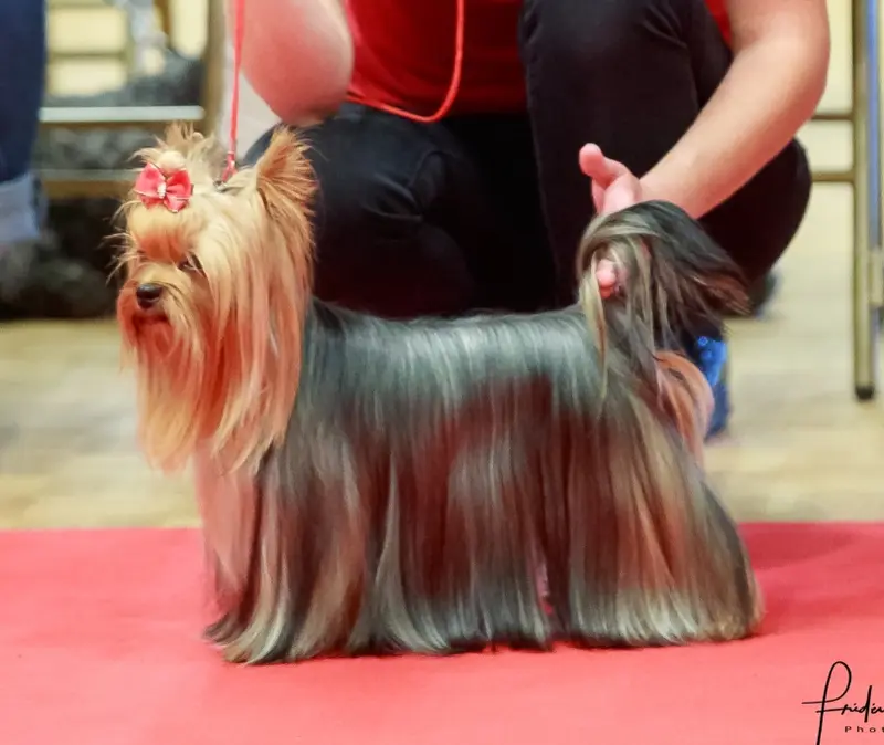 Portée de Yorkshire terrier, élevage Gaberic's