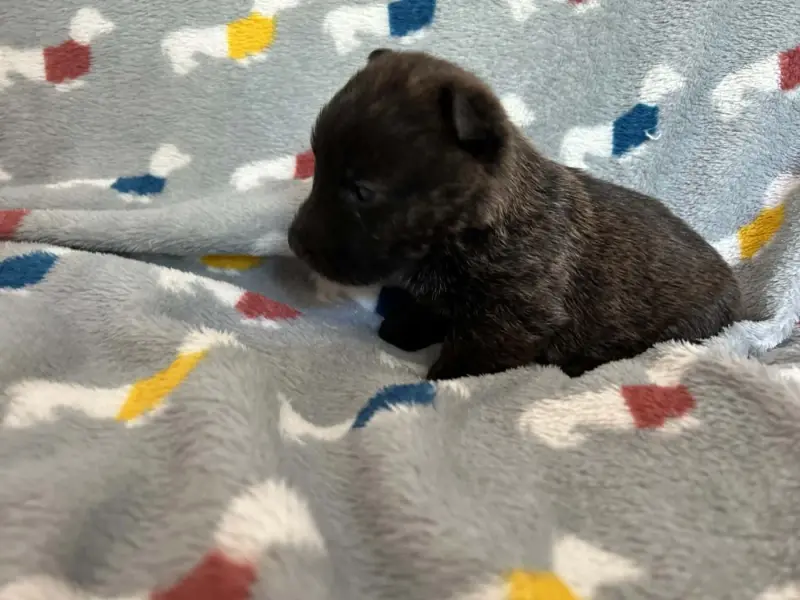 Portée de Terrier écossais, élevage Gaberic's