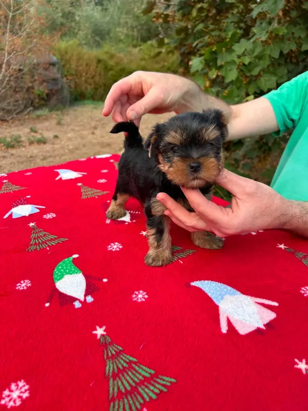 Portée de Yorkshire terrier, élevage Gaberic's