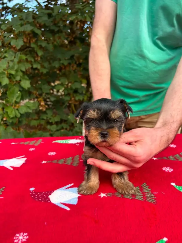 Gros Mâle, Yorkshire terrier, élevage Gaberic's