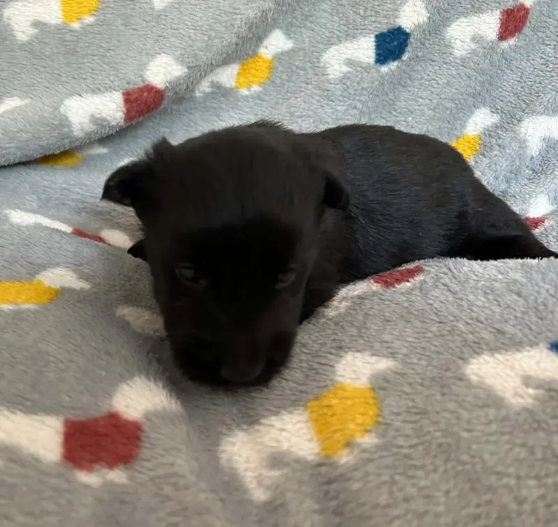 Femelle Noire 1, Terrier écossais, élevage Gaberic's