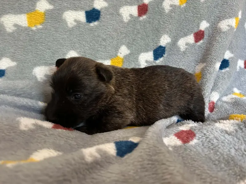 Portée de Terrier écossais, élevage Gaberic's