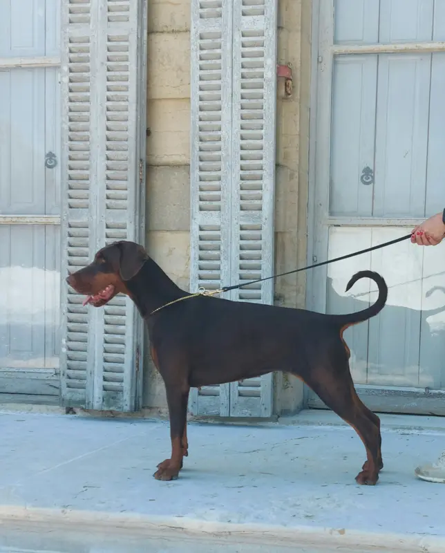 Portée de Dobermann, élevage Dream of Black and Fire
