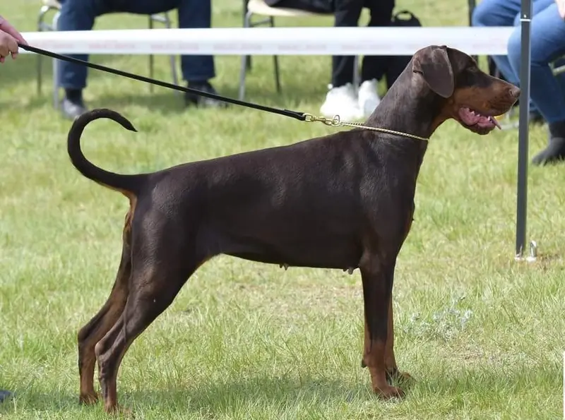 Portée de Dobermann, élevage Dream of Black and Fire