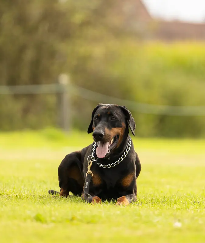 Portée de Dobermann, élevage Dream of Black and Fire