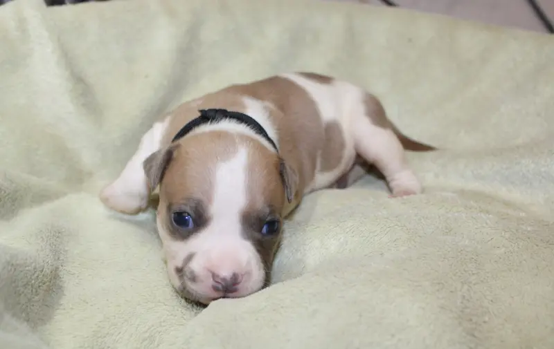 Mylo, American Staffordshire terrier, élevage Psycho Extreme Dog