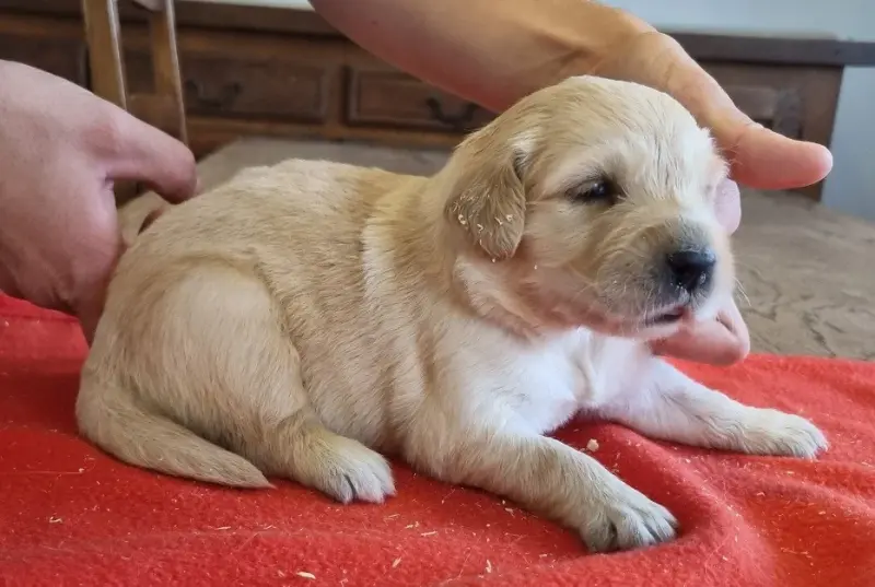 Portée de Golden retriever, élevage Des Hirondelles du Voyage