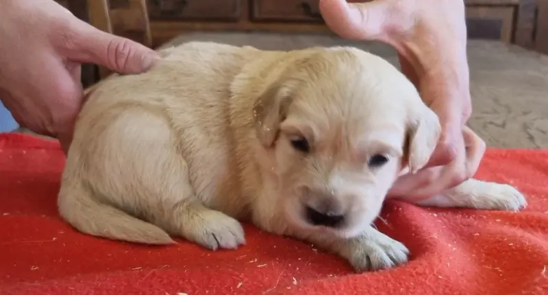 Chiot, Golden retriever, élevage Des Hirondelles du Voyage