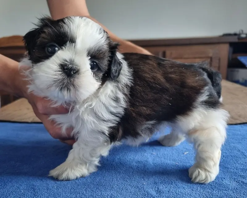 Portée de Shih tzu, élevage Des Hirondelles du Voyage