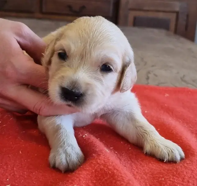 Portée de Golden retriever, élevage Des Hirondelles du Voyage