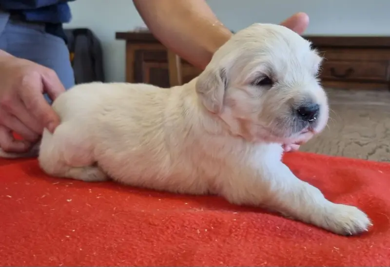Portée de Golden retriever, élevage Des Hirondelles du Voyage