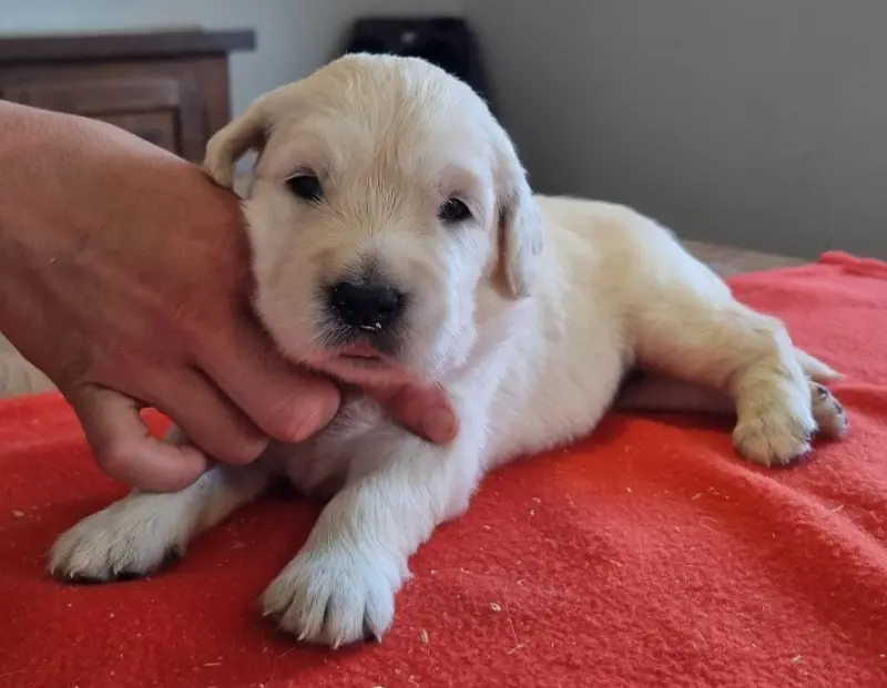 Portée de Golden retriever, élevage Des Hirondelles du Voyage