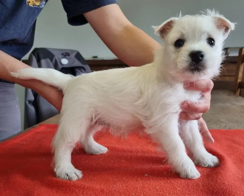 Portée de West Highland White terrier, élevage Des Hirondelles du Voyage