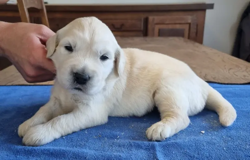 Chiot, Golden retriever, élevage Des Hirondelles du Voyage