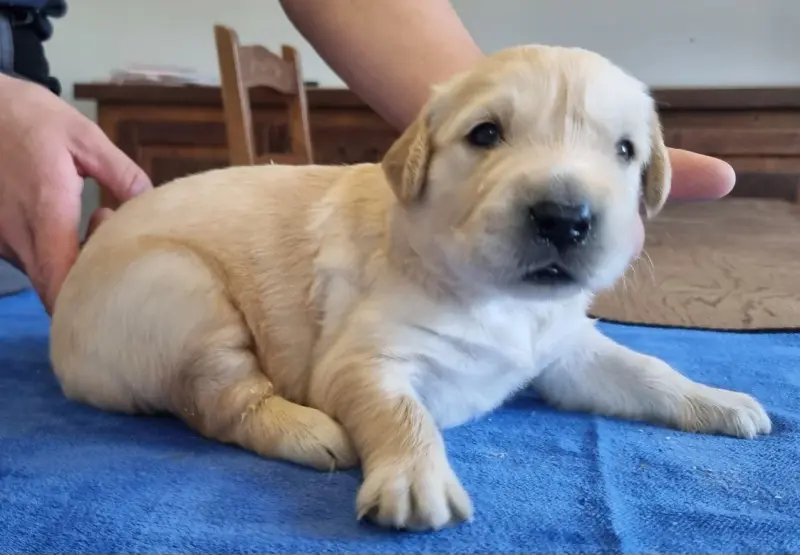 Portée de Golden retriever, élevage Des Hirondelles du Voyage