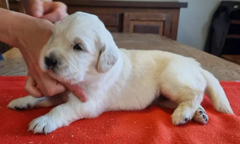 Chiot, Golden retriever, élevage Des Hirondelles du Voyage