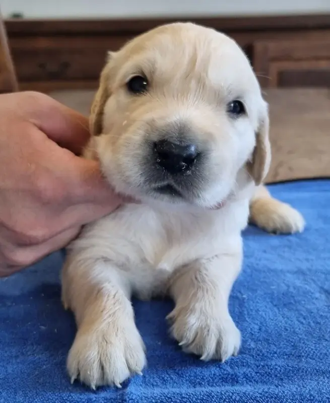 Portée de Golden retriever, élevage Des Hirondelles du Voyage