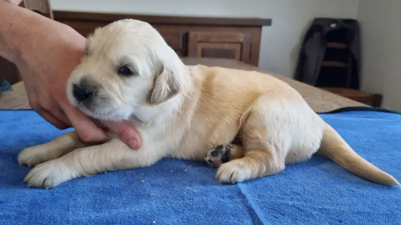 Chiot, Golden retriever, élevage Des Hirondelles du Voyage
