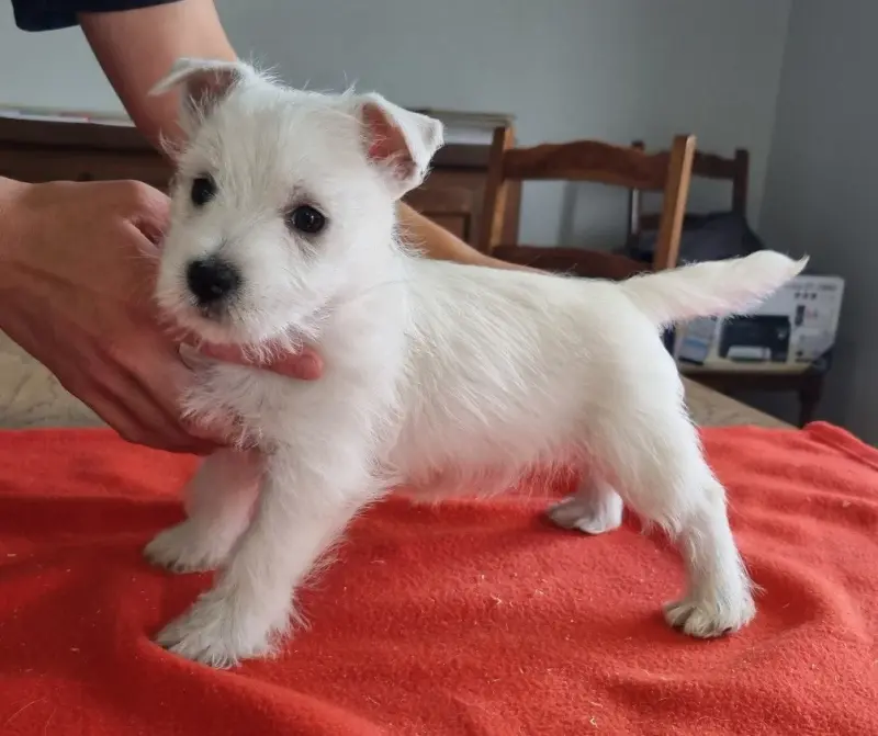 Chiot N°1 410, West Highland White terrier, élevage Des Hirondelles du Voyage
