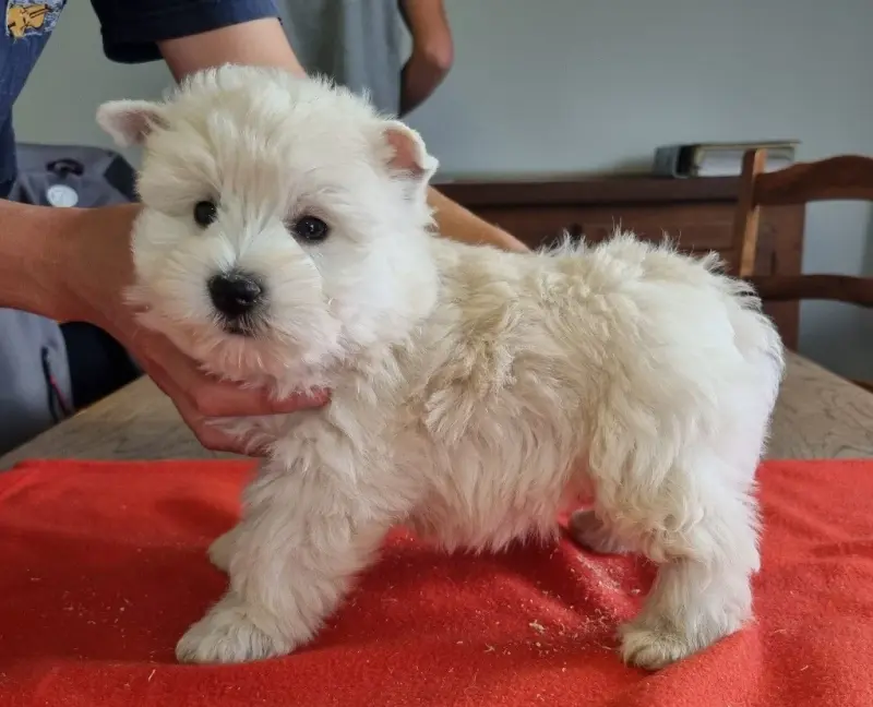 Chiot N°2 413, West Highland White terrier, élevage Des Hirondelles du Voyage