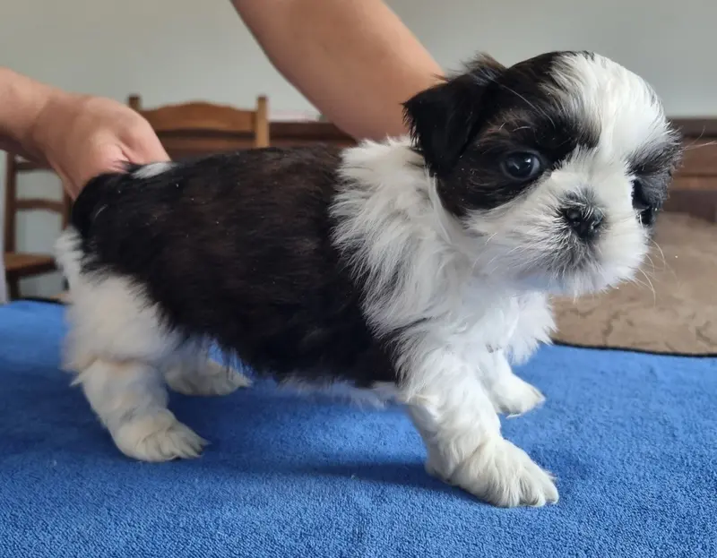 Chiot, Shih tzu, élevage Des Hirondelles du Voyage