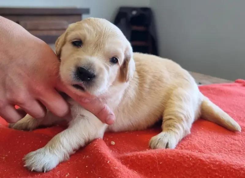 Portée de Golden retriever, élevage Des Hirondelles du Voyage