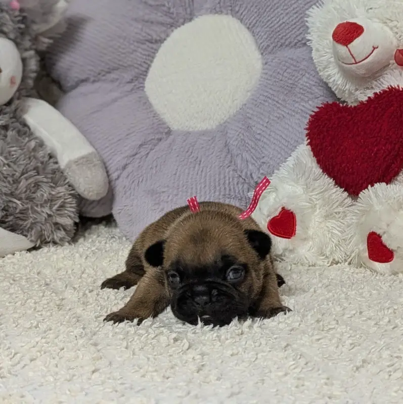 Portée de Bouledogue français, élevage Du Domaine de Lilounaka